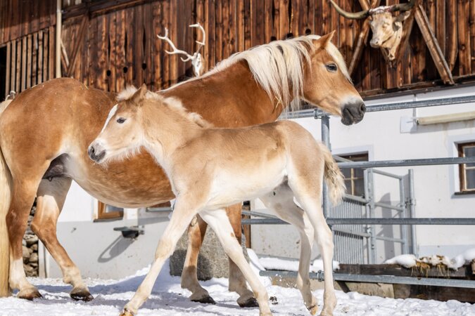 Haflinger