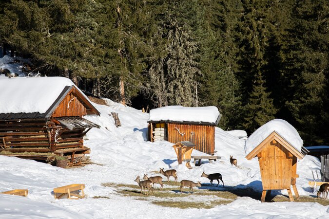 Wildtierf&uuml;tterung